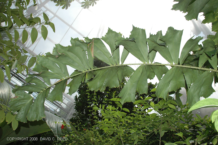 معرفی و راهنمای پرورش درختان میوه - نخل رافِل